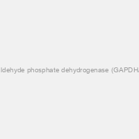 TruStrip WBV Mouse Glyceraldehyde phosphate dehydrogenase (GAPDH/G3PDH) protein quantitation & Western Blot Validation Kit (contains actin strips, primary antibodies and Western reagents 100 strips or 10 miniblot)
